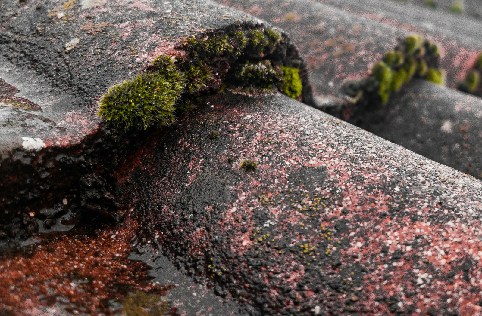 Mousse installée sur des tuiles, photo d'illustration
