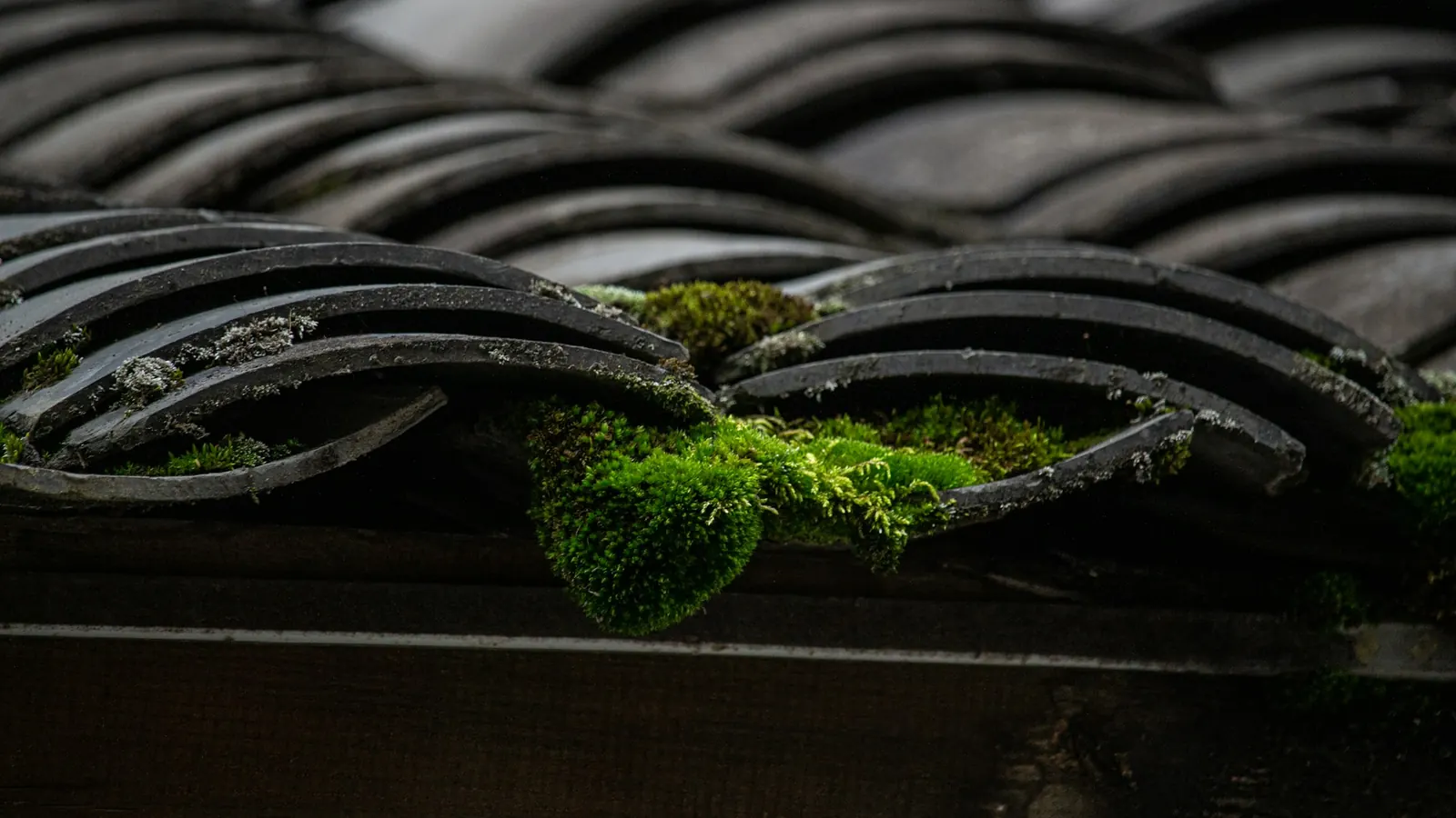 Mousse installée entre des tuiles, photo d'illustration