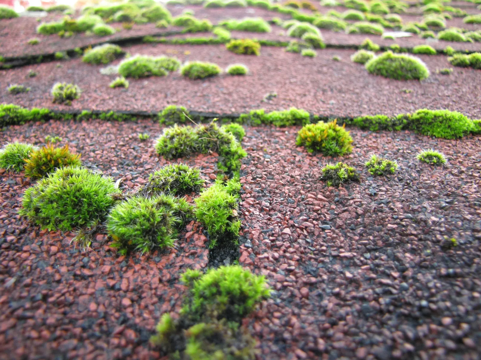 Touffes de mousse sur une toiture, photo d'illustration