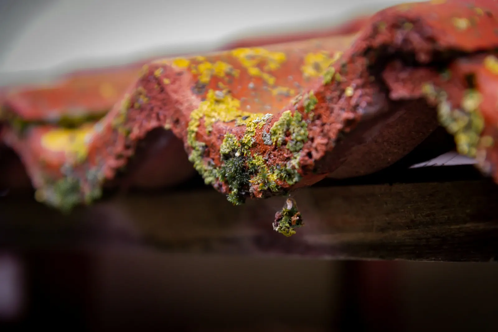 Tuiles en terre cuite couvertes de lichens
